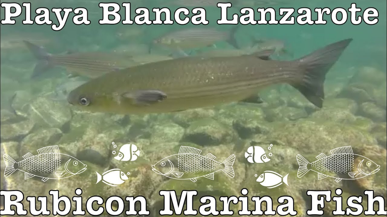 Fish Rubicon Marina Playa Blanca Lanzarote