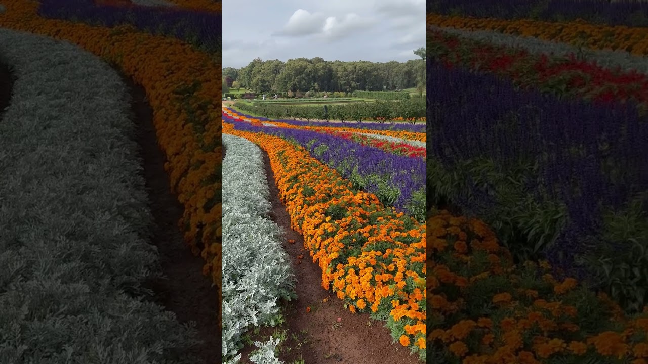 #flower#festival#melbourne#australia