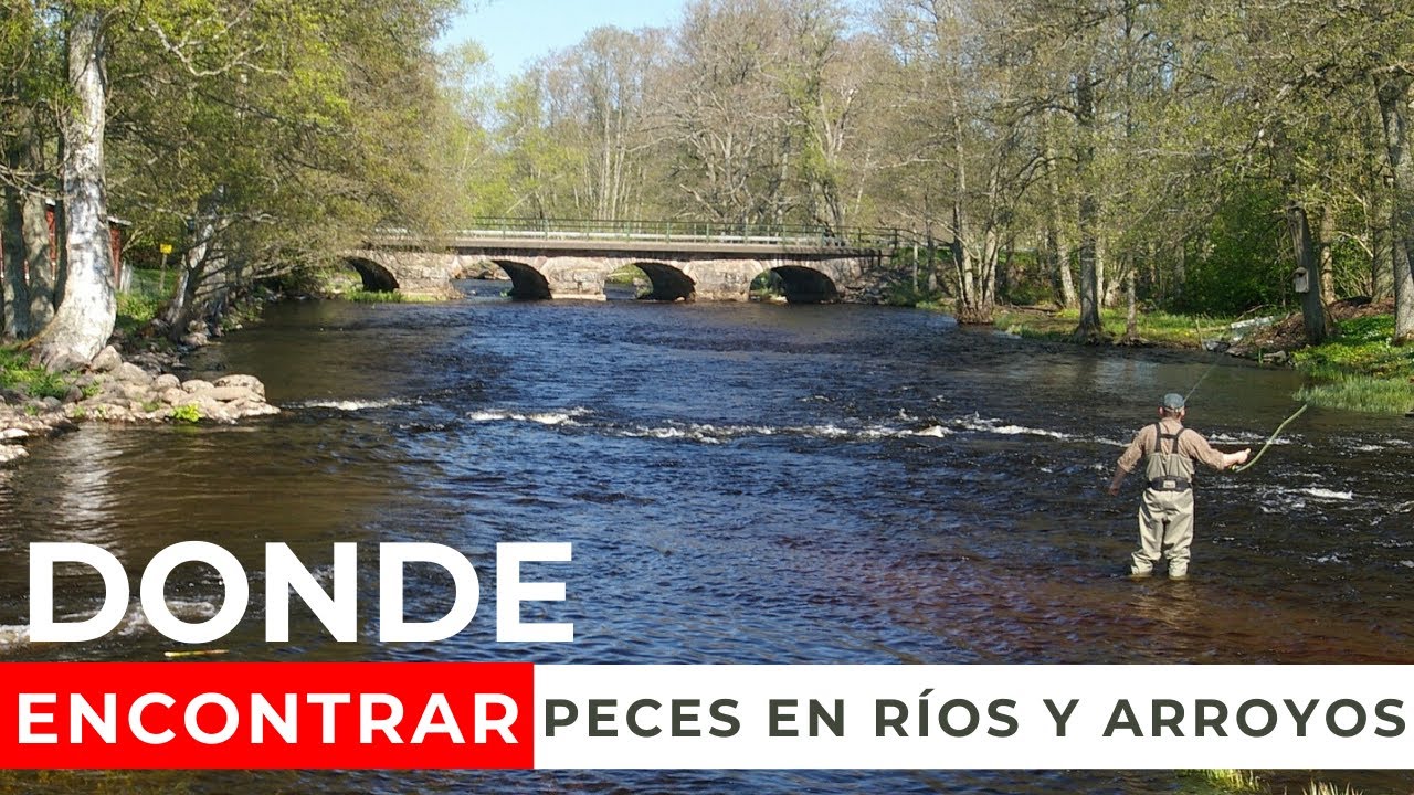 LECTURA DE AGUAS PARA PESCA CON MOSCA 🏆 (MIRA EL VÍDEO) 🎣🐟| FLY FISHING