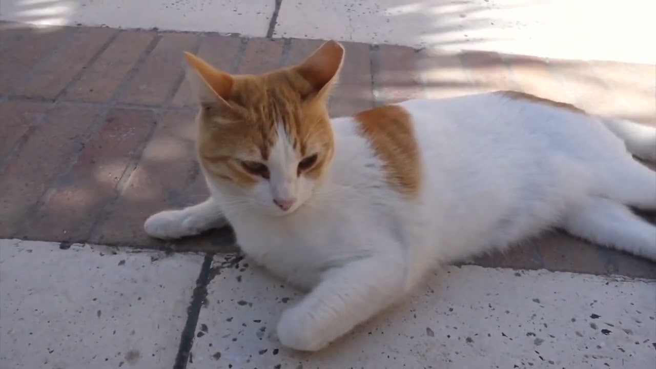 Why Don't Cats Look As Different From Each Other As Dogs?