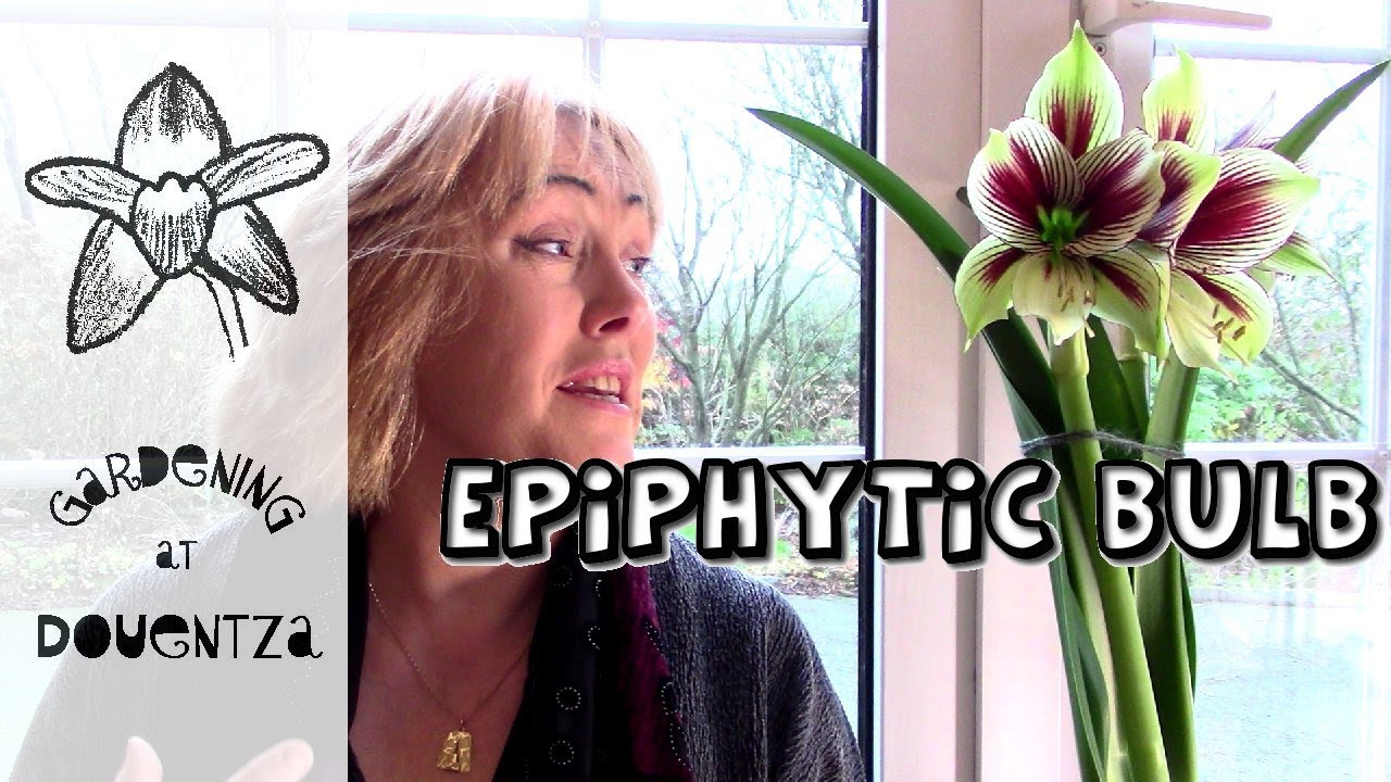 Epiphytic Bulbs - Hippeastrum papilio & friends & Competition winner
