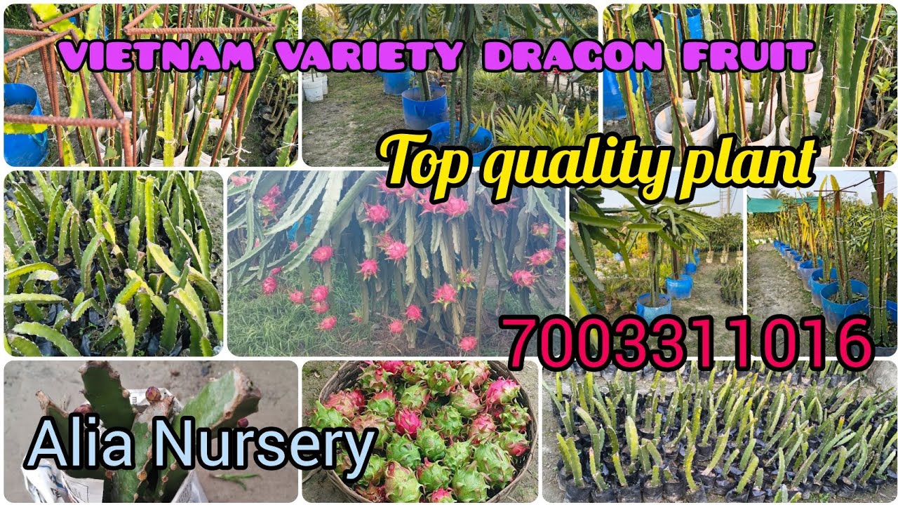 All varieties Dragon fruit plants available in Alia nursery and Agriculture farm 🌿#youtube #garden 
