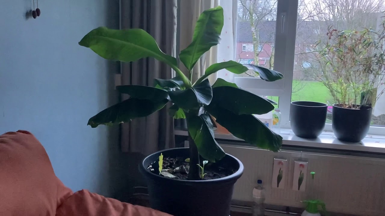 Bananenplant - wist je dat ? Meer info⬇️