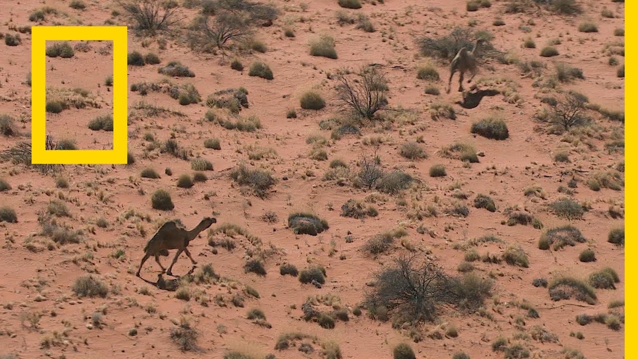 في البراري مع جاك راندال: الجمل البري | ناشونال جيوغرافيك أبوظبي