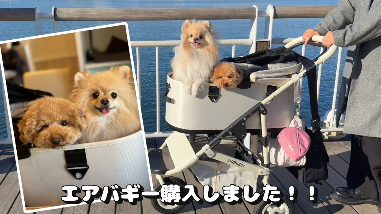 【人力車】エアバギーで快適なお散歩を楽しむポメラニアンゆきみ