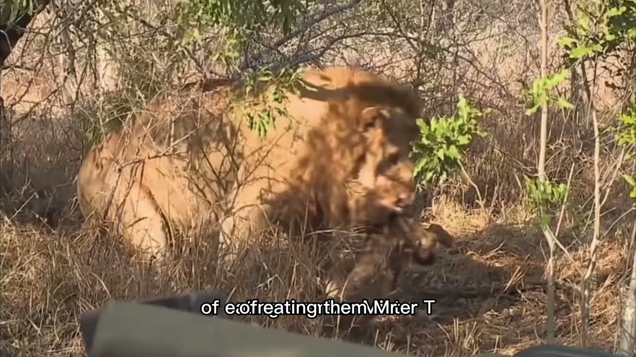 The lion they called Satan