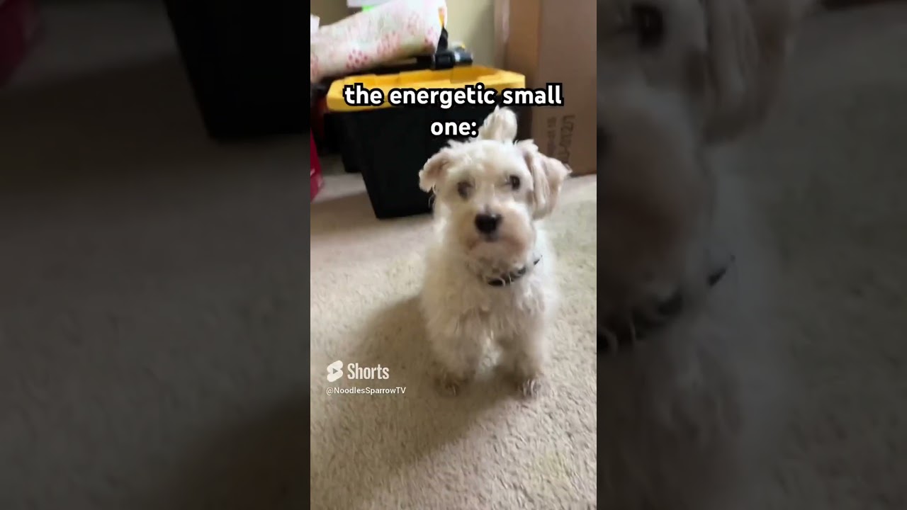 Troublemakers🙄🤷&zwj;♀️ #dogs #cute #troublemakers #perfectduo #trouble #trending #funny #fypシ