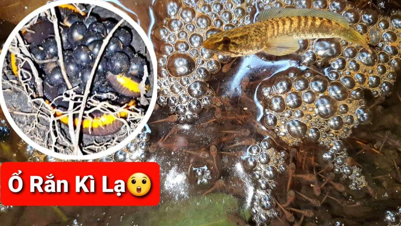 Thử Đi Bắt Lóc Vay Xanh Vào Ban Đêm,Phát Hiện Ổ Rắn Kì Lạ Và Cả Ngàn Con Lóc Vay Xanh Con|MrMén TV!