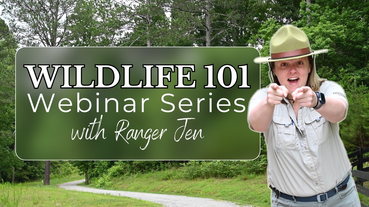 Why did the Box Turtle cross the road?