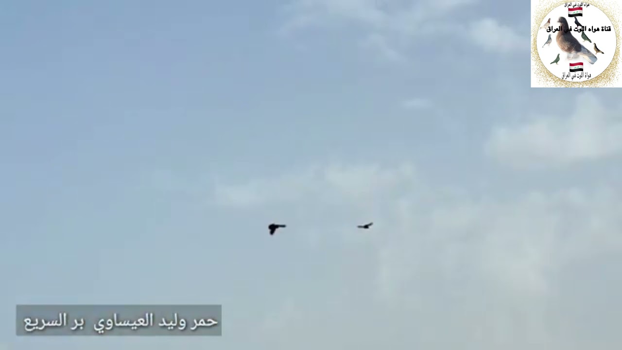 حمر وليد العيساوي ياعيني على اللوت ماشاء الله طير بطل