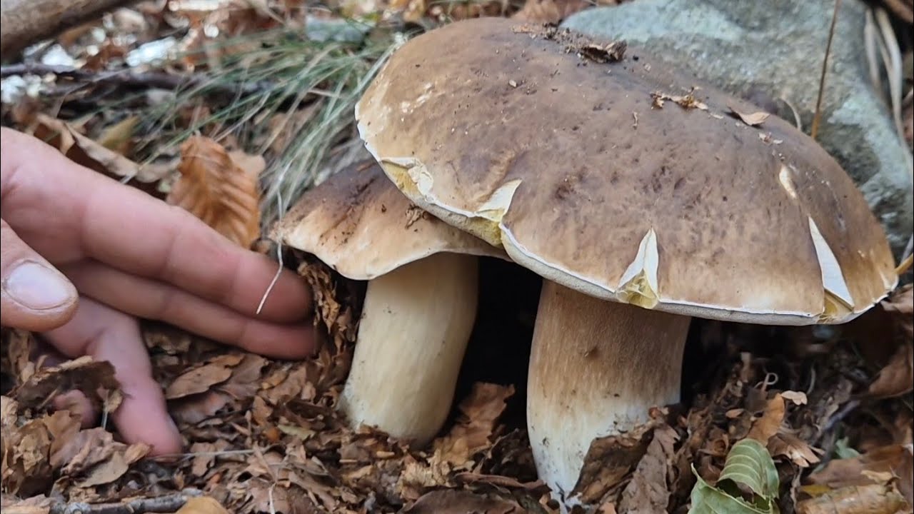 ULTIMA BELLA RACCOLTA DI METÀ OTTOBRE CON DIMITRI 🍄‍🟫