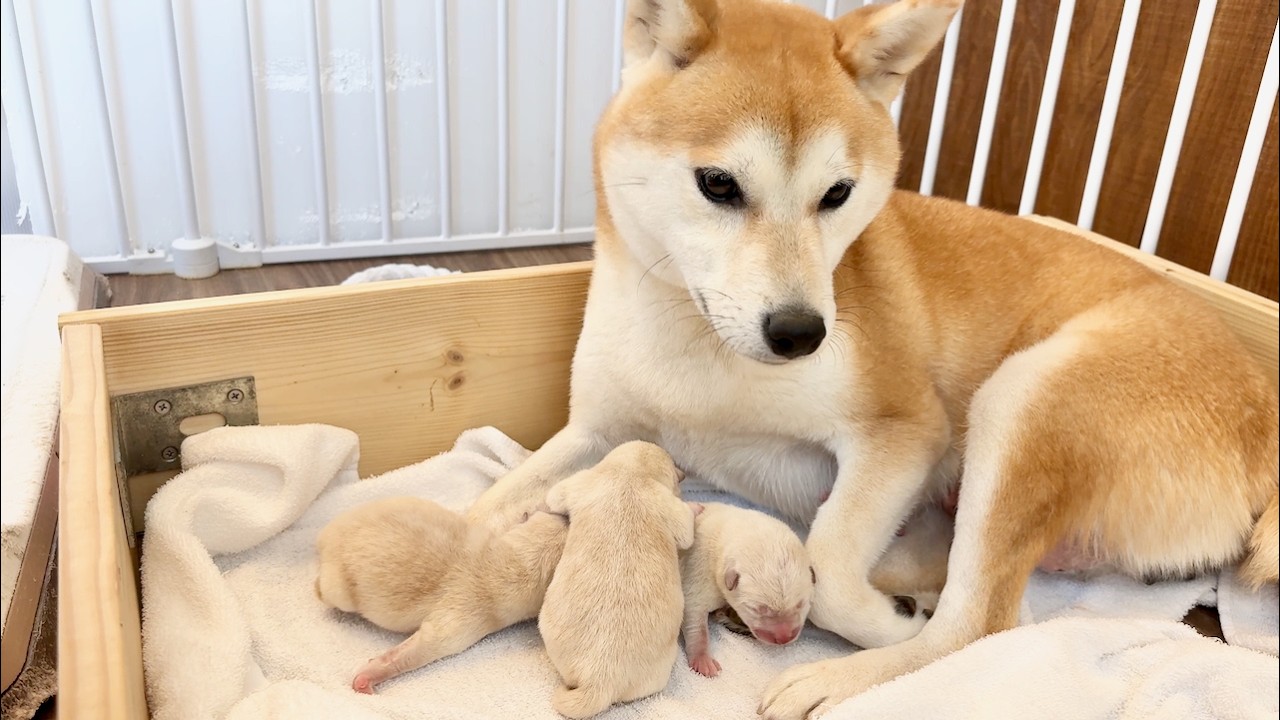 【柴犬 子犬】激レア過ぎるみんな白毛の子犬たちの生後1日目の様子はこちら