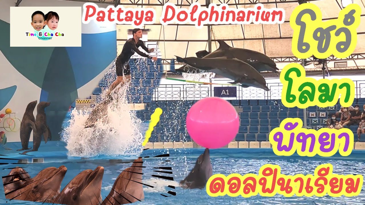 ep52  รีวิวดูโชว์ปลาโลมา พัทยาดอลฟินาเรียม pataya dolphinarium