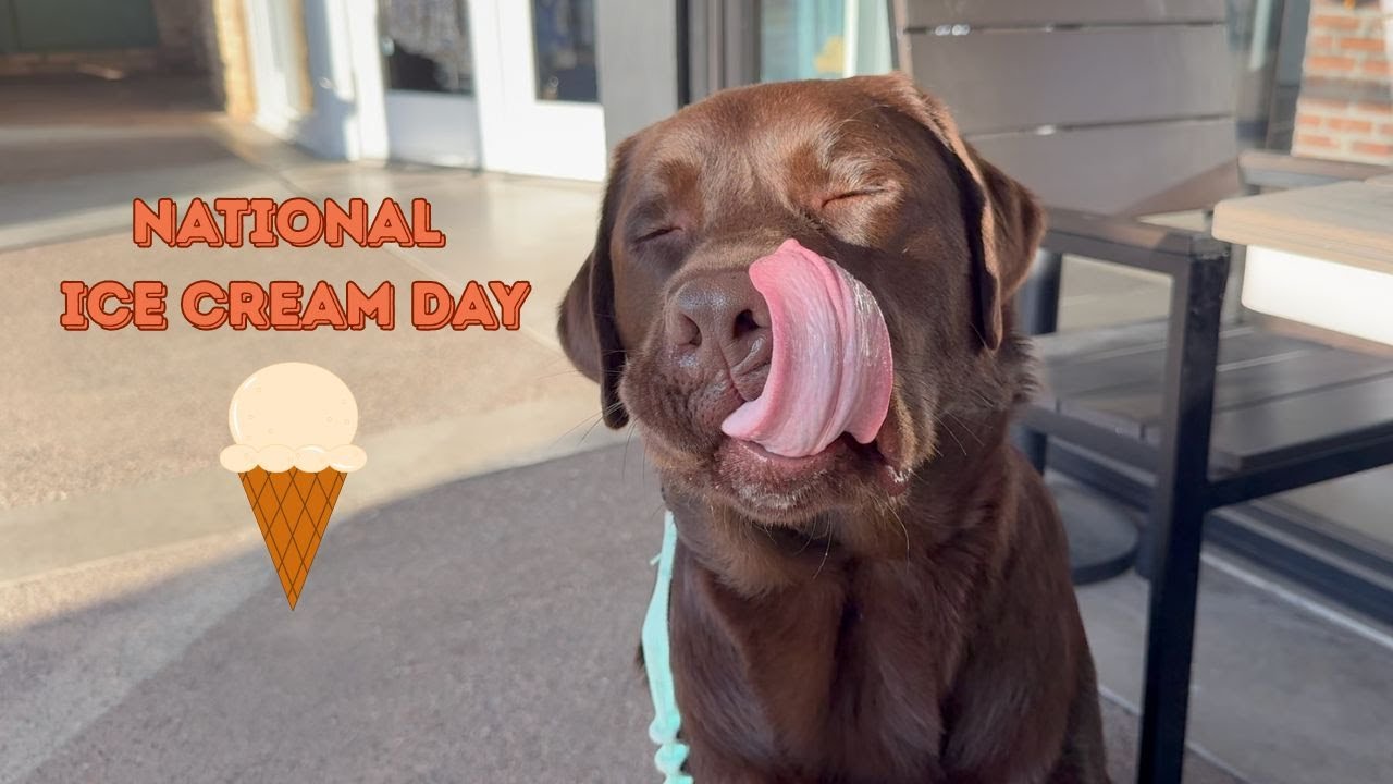 TAKING MY LABRADOR OUT FOR NATIONAL ICE CREAM DAY!