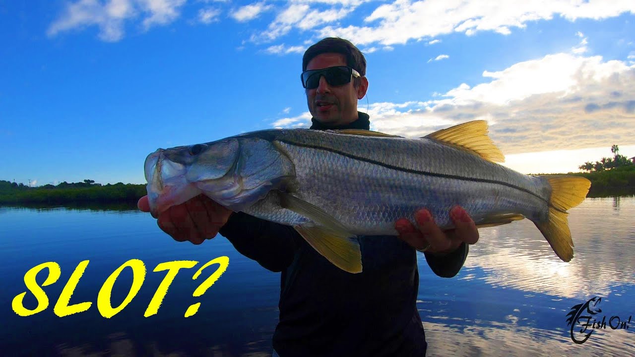 TOPWATER fishing the backwaters for BIG SNOOK