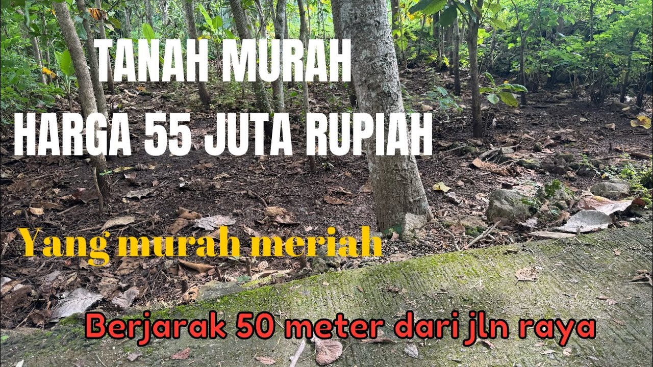 TANAH PEKARANGAN MURAH MERIAH ( LUAS 300 METER)Harga 55 juta @rajiproperty channel