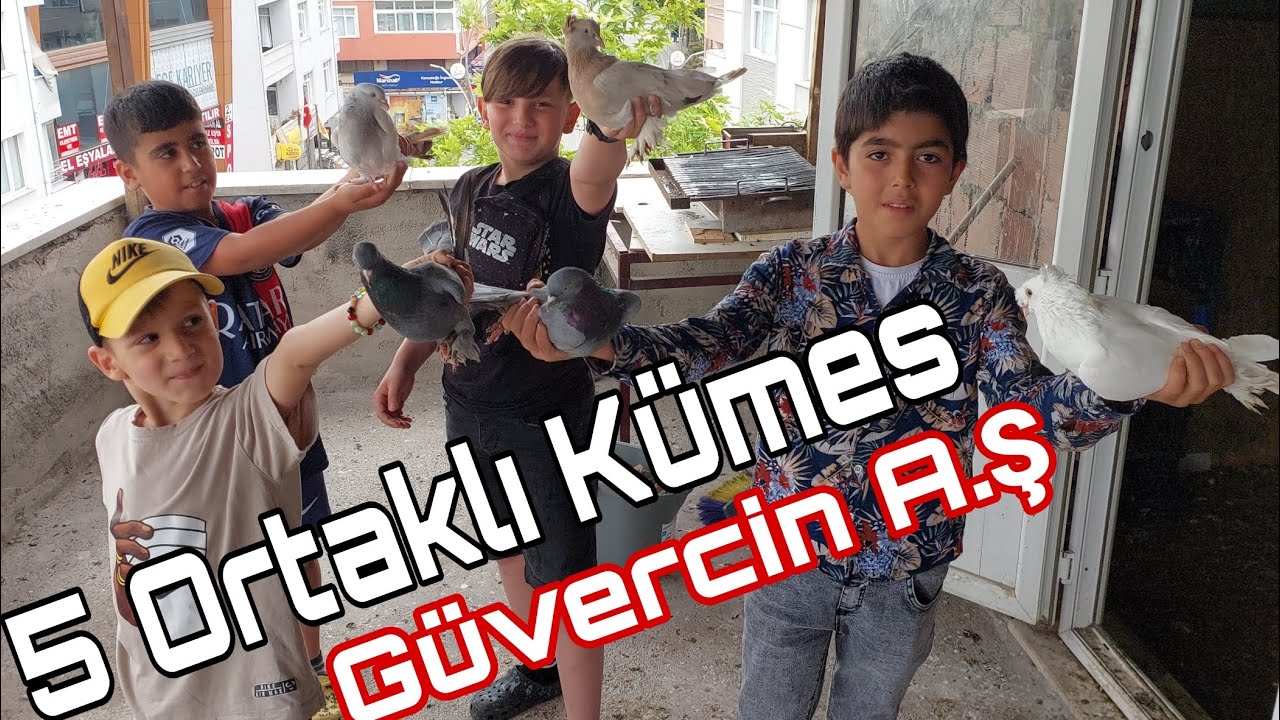Güvercin Anonim Şirketi. 5 Ortaklı Güvercin Kümesi.