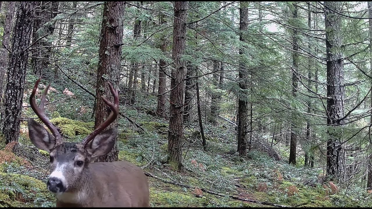 Blacktail Deer Rut: Recovered 2024 Trailcam Footage + Bonus Surprise