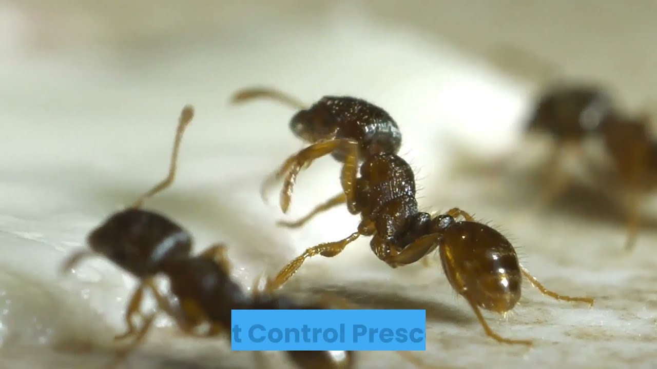 Ant Control Prescott
