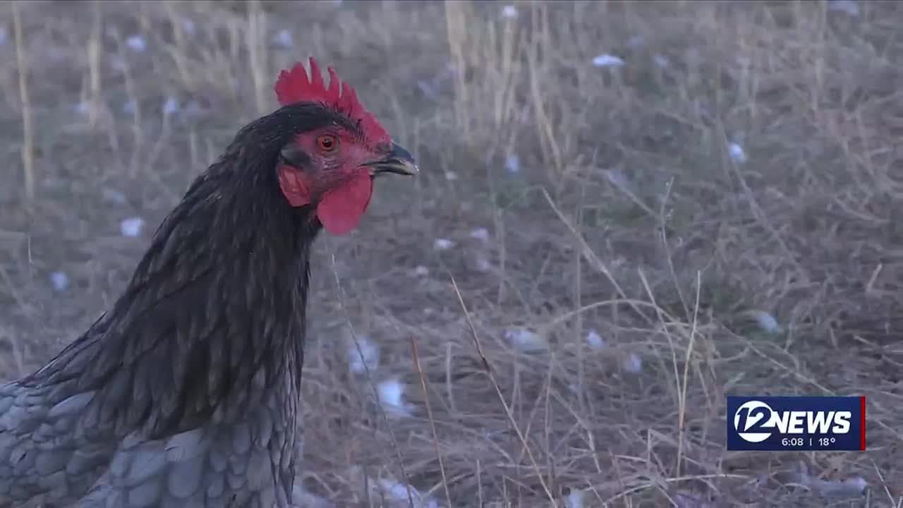 Kansas Department of Agriculture discusses impact of bird flu
