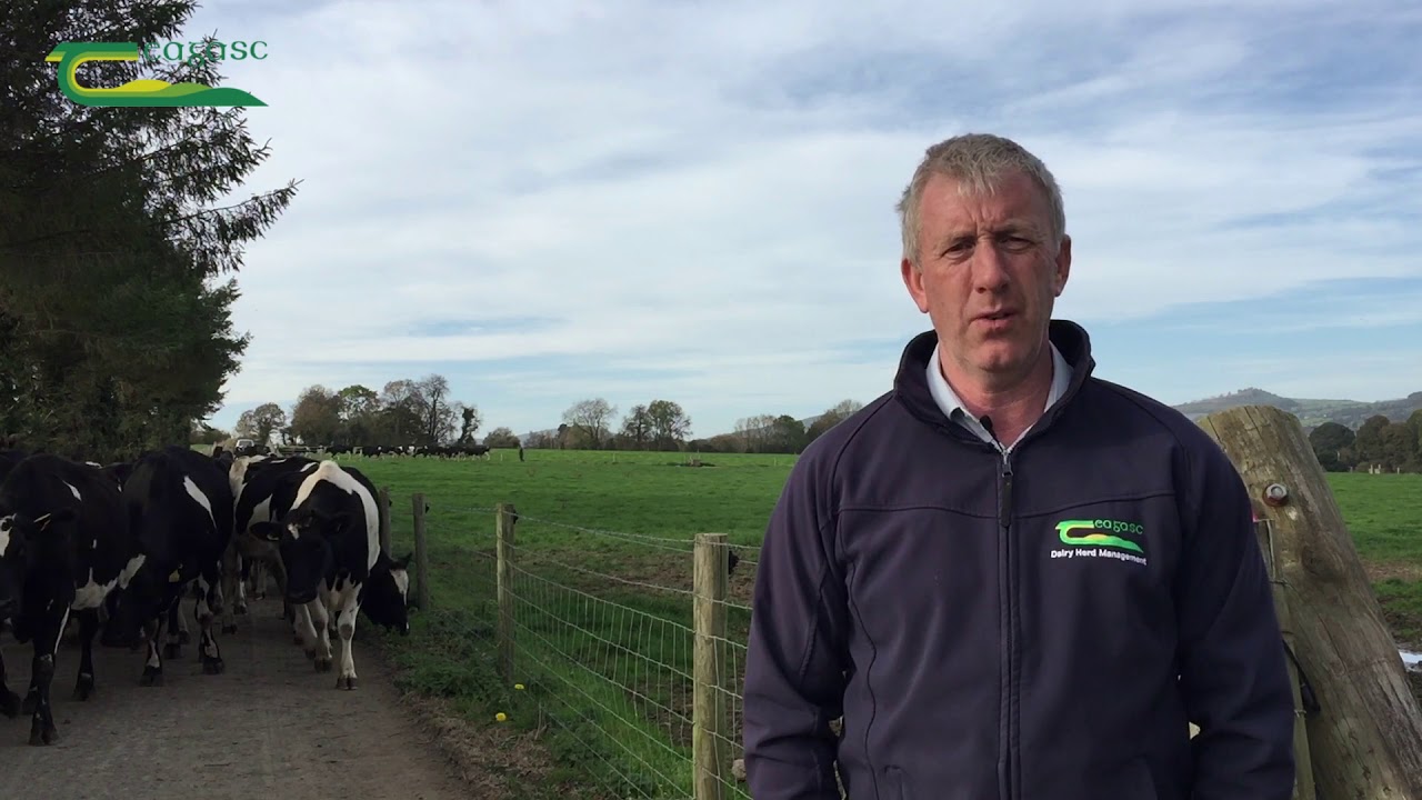 Kildalton Dairy Update 25th Oct 2018