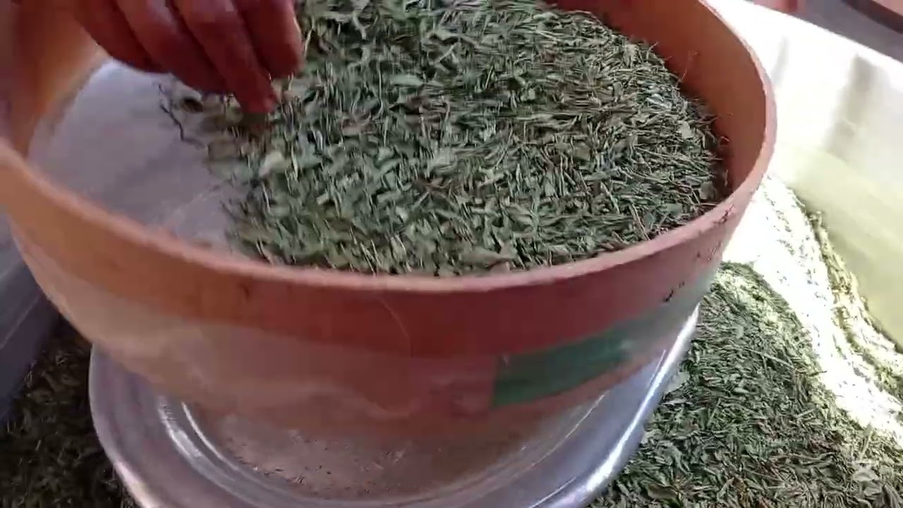 تخزين وفرك  وتكريم الملوخيه الناشفه هتقعد معاكي سنه  لونها اخضر لو عملتيها بالطريقه دي