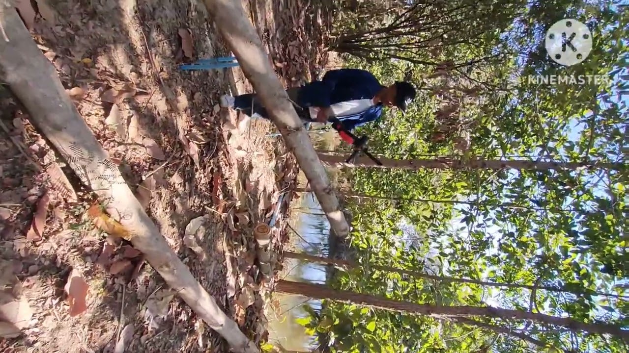 แต่งกิ่งต้นไม้