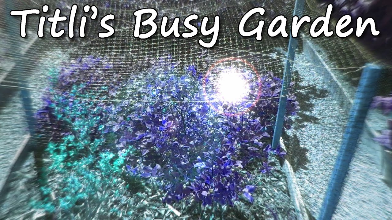 Blueberry-Rhubarb Interchange - Titli's Busy Garden 2013 Week 46
