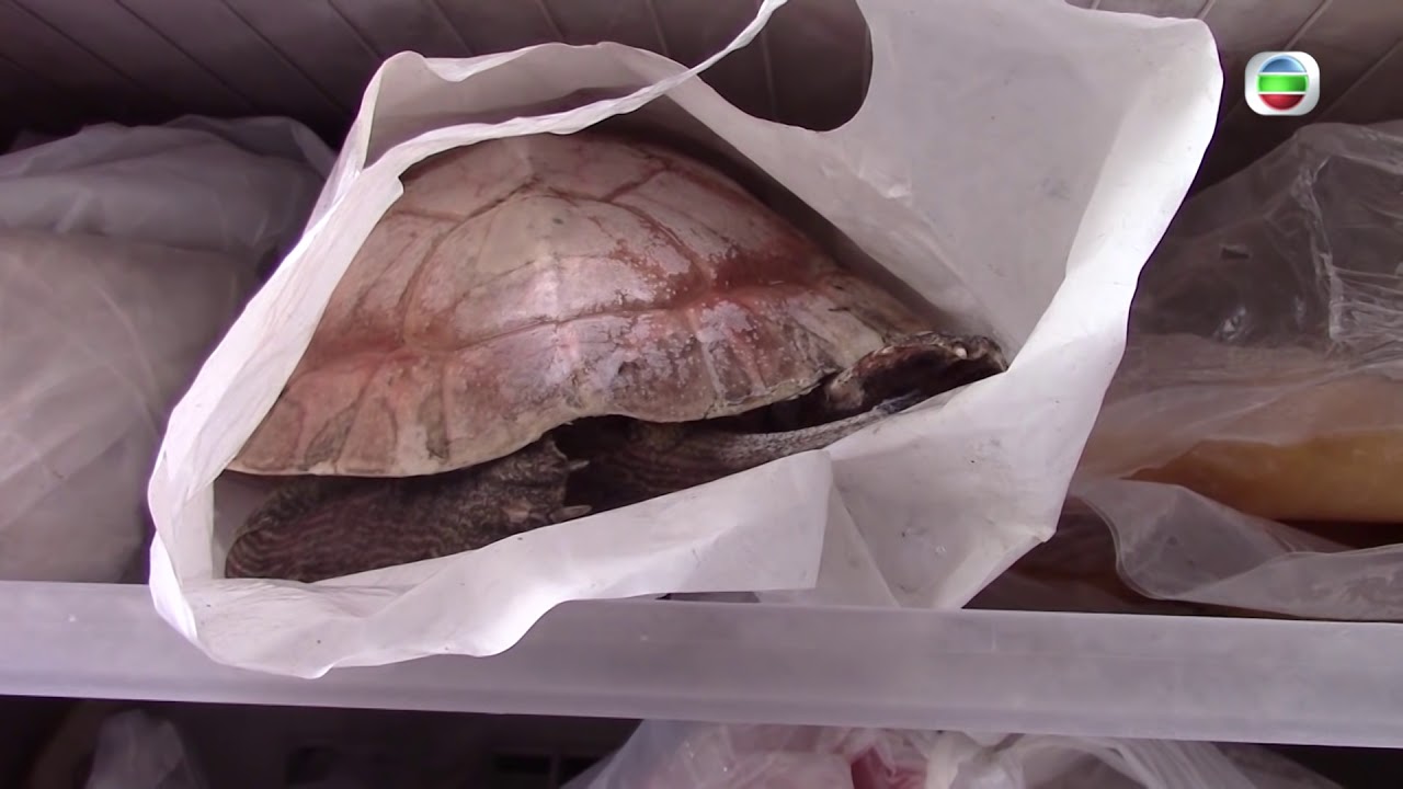 公園偷龜賊2 / 東張西望