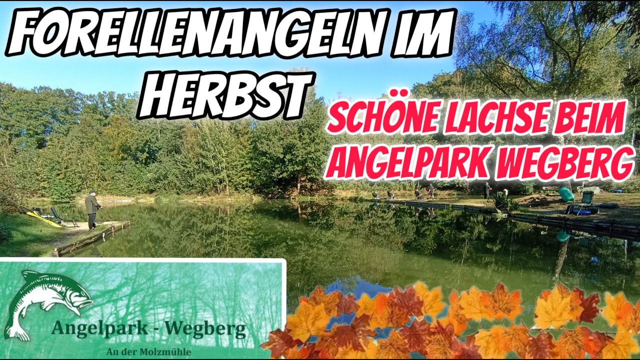 Forellenangeln im Herbst / Angelpark Wegberg  Mohlzmühle  BEIßEN SIE?#hobby #angeln #forellenangeln
