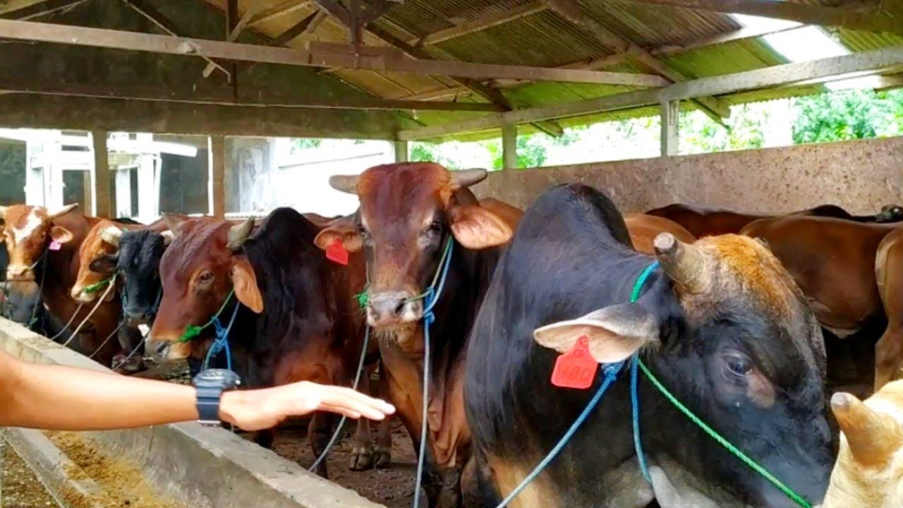 kandang 150 sapi, SAPI BX kelebihan dan kekurangannya