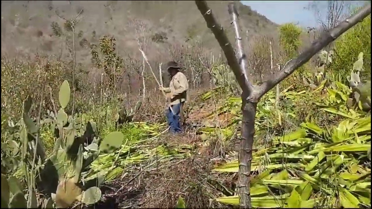 Nelson Araújo manejando o Sistemas Agroflorestal Jardim Magnólia, em Poções na Bahia