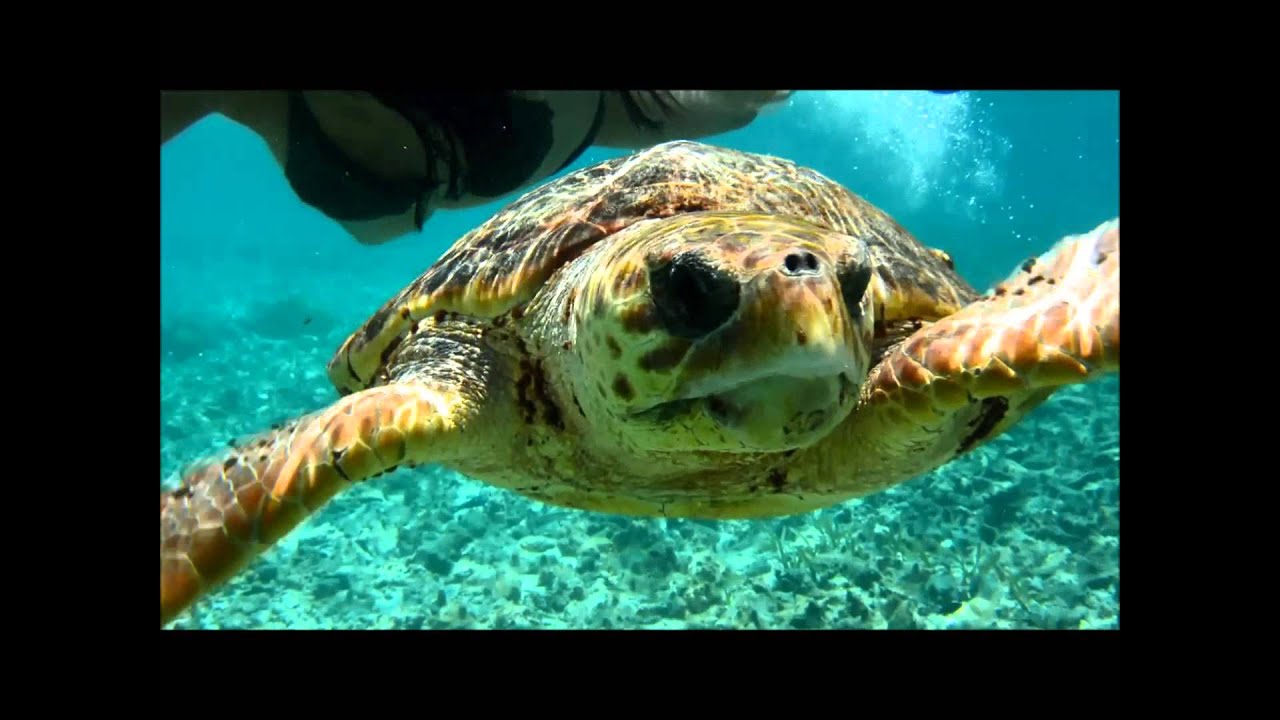 Tranquility Bay Resort, Ambergris Caye, Belize