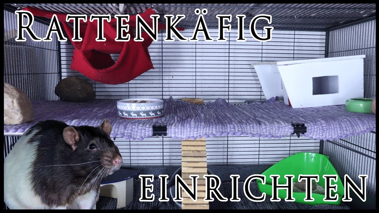 Rattenkäfig einrichten | Savic Suite Royal XL