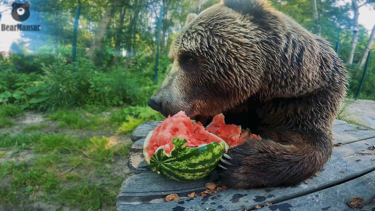 Арбуз очень странный предмет, вот он только что был, и уже его нет🐻🍉