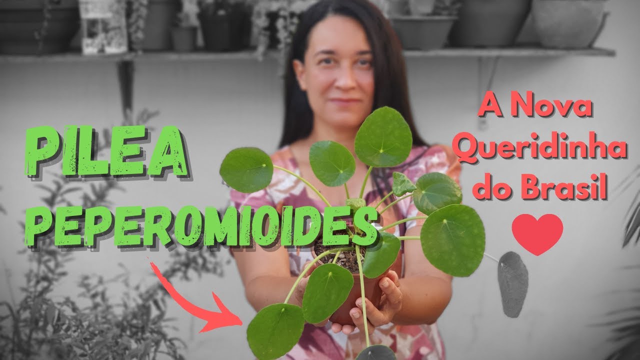 PILEA PEPEROMIOIDES - COMO CUIDAR E FAZER MUDAS, DICAS DE CULTIVO! A PLANTA CHINESA DO DINHEIRO!
