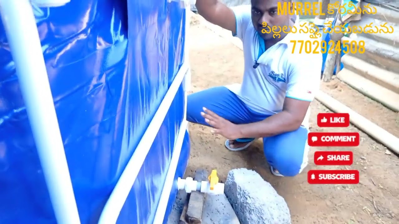 #murrel # కొర్రమీను  పిల్లలు సప్లై చేయబడును నూజివీడు గొల్లపల్లి 7702924508