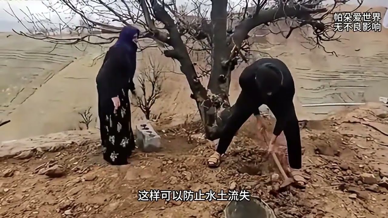 阿尔斯兰试图调解法里巴和哈桑之间的矛盾#伊朗游牧生活 #萨利赫