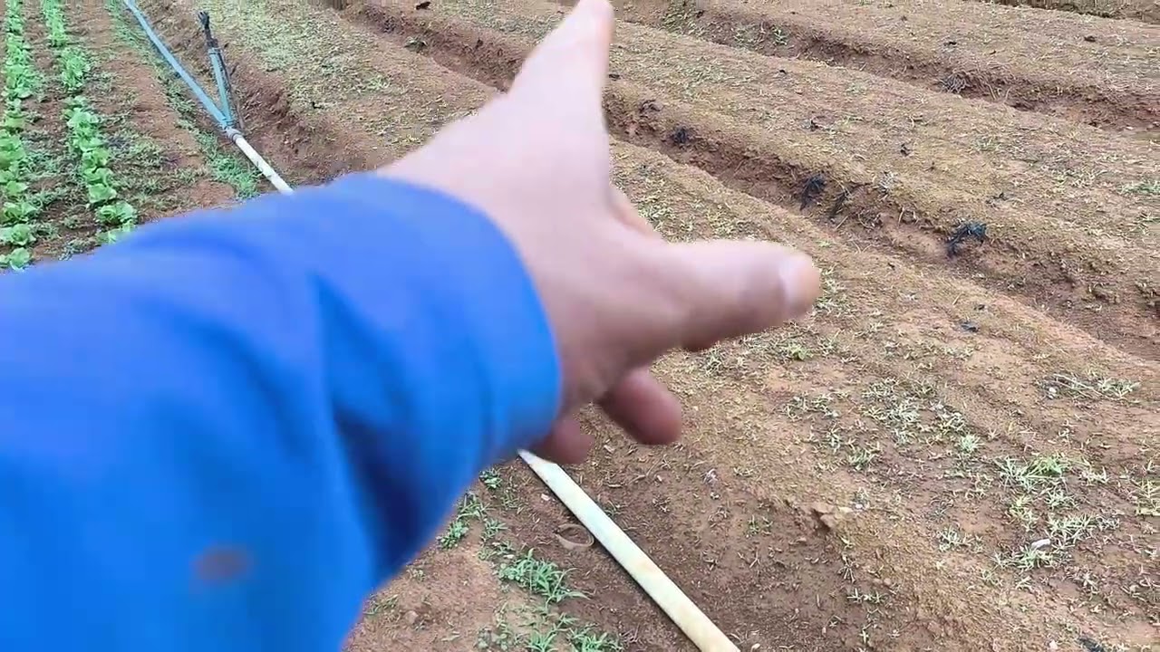 Alface americana com muita chuva, como cuidar para ter bom resultado?