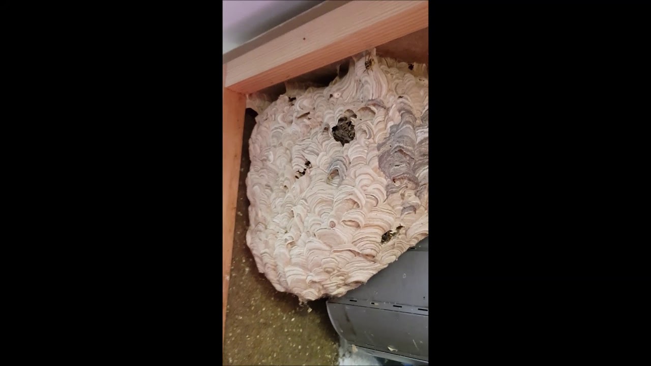 nid de guêpes dans un caisson de volet 09062020