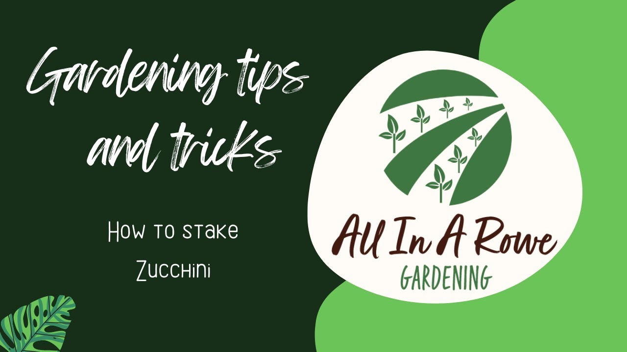 How to Stake Zucchini