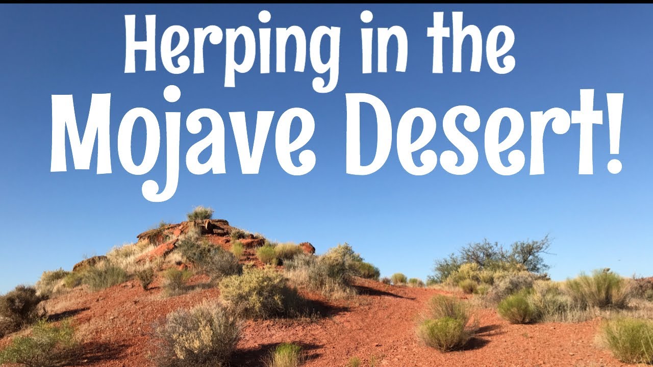 Herping / Bugging Trip in the Mojave Desert 2020