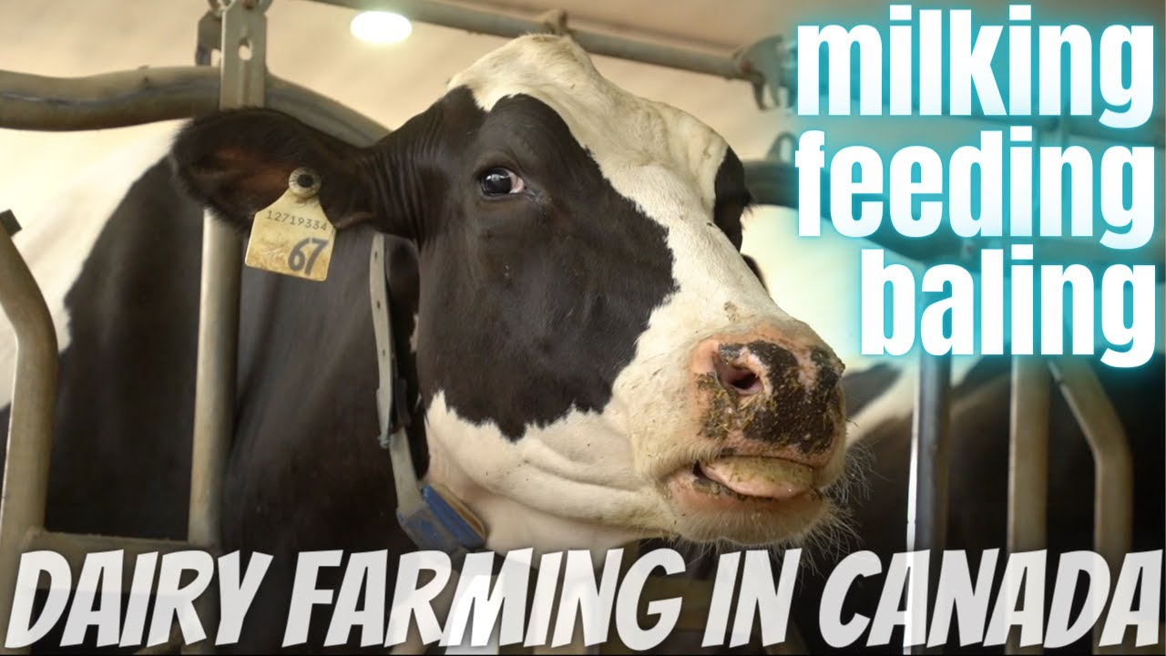 Milking Cows and Making Hay!
