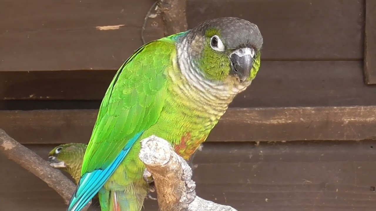 Parrots