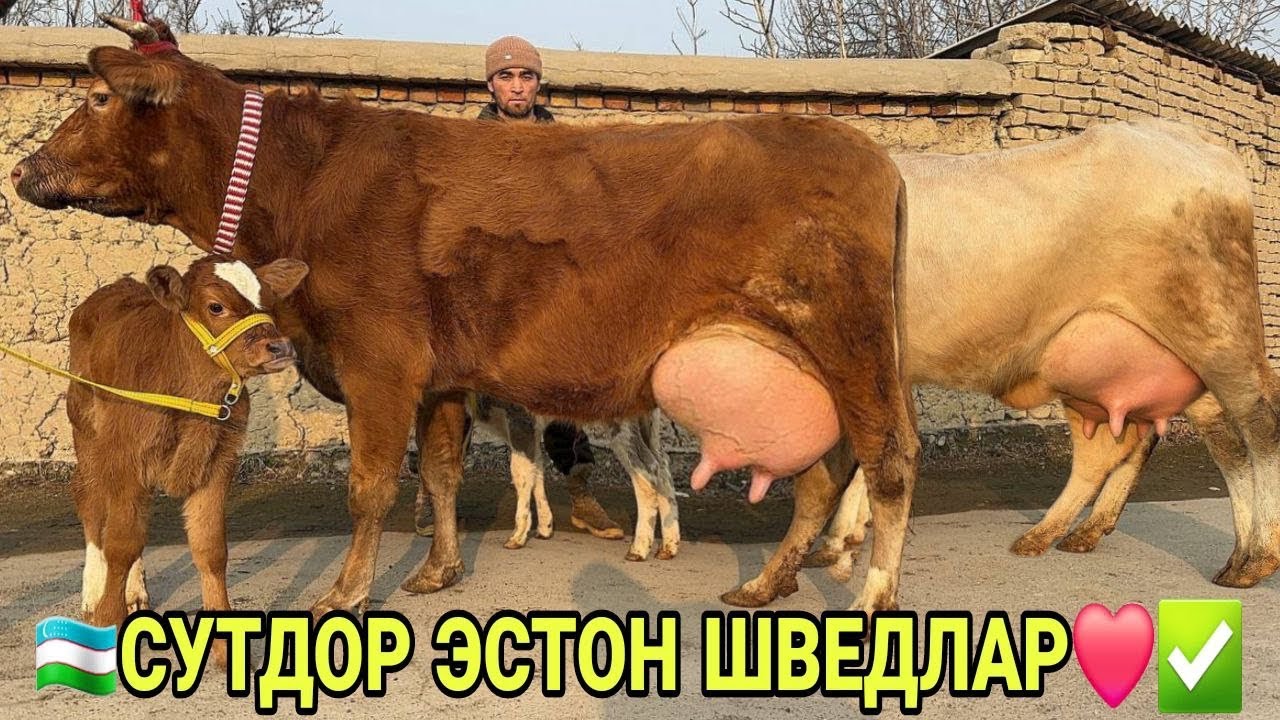 САРВАРБЕКДАН СУТДОР ШВЕД ЭСТОН БОЛЛАРИ НОВВОСИДАН СУТДОР СИГИРЛАР СОТИЛАДИ НАРХЛАРИ 5 февраля 2026