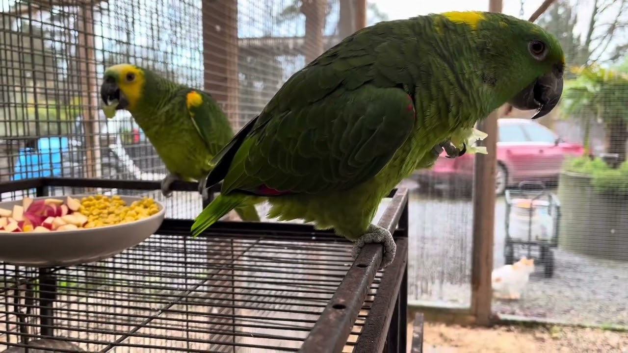 Come with Marisa to the big Parrots ♥️☘️