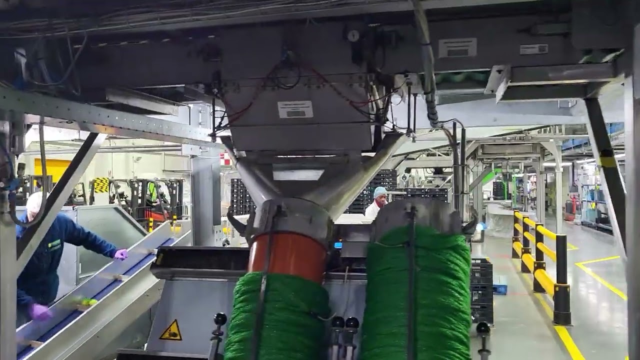 Sorting and packing line for several kind of fruits and citrus