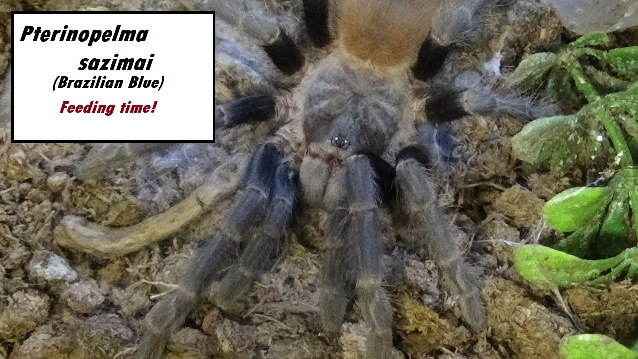 Pterinopelma sazimai feeding!