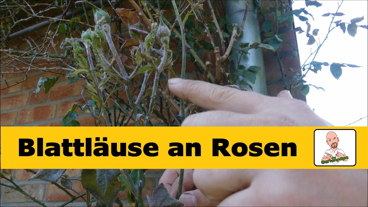 Blattläuse bei Rosen bekämpfen
