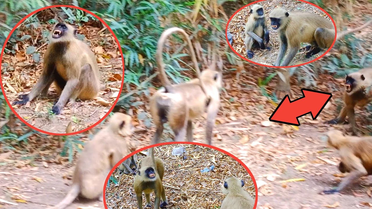 MONKEY FIGHT PART 2 || Bandar Ki Ladhai Part 2